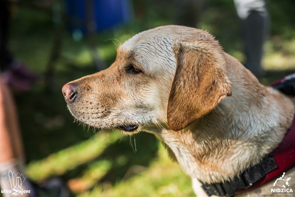 swimrun with your dog swimrun with your dog