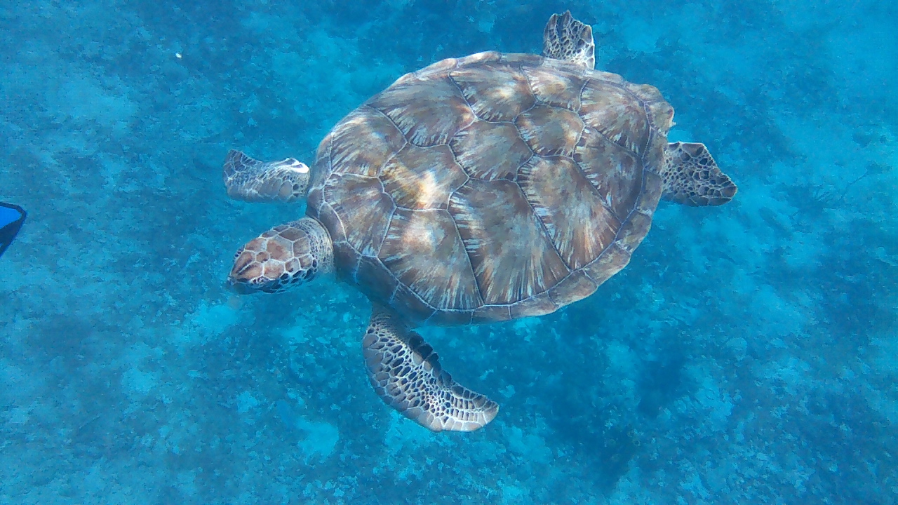 Underwater shot of a turtle in Barbados