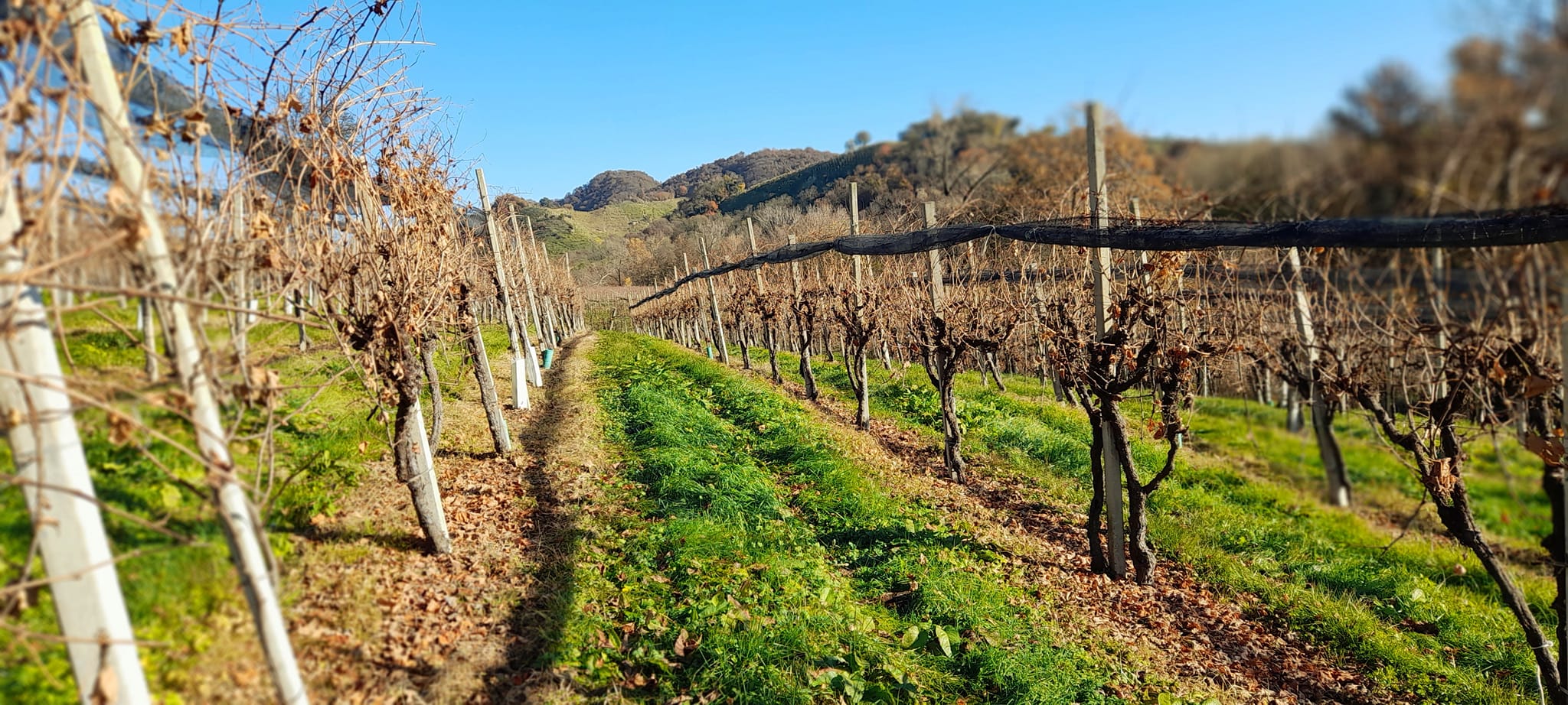 Vineyard in Italy Vineyard in Italy